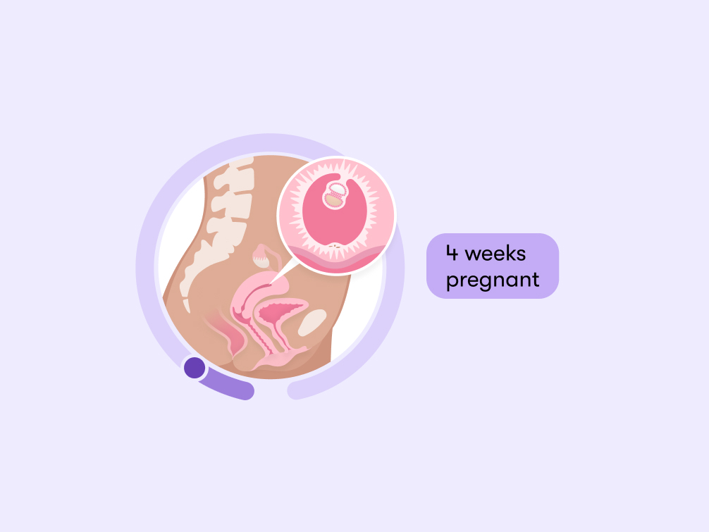 4 weeks pregnant Symptoms tips and baby development